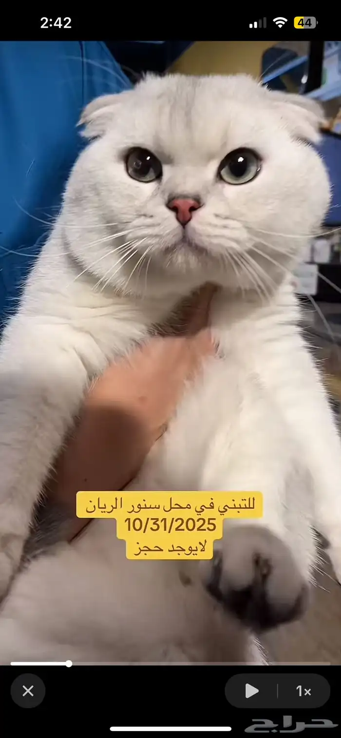ابحث عن قطة سكوتش ثلجي عمرها اقل من 4 شهور للتبني 0