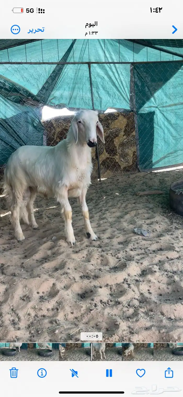 خروف اصفر شي فاخر 0