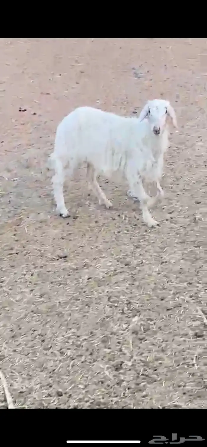 خروف ثلاجه كفو 0