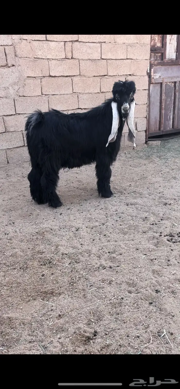 للبيع جذع عارضي معرف العمر سبع شهور 1