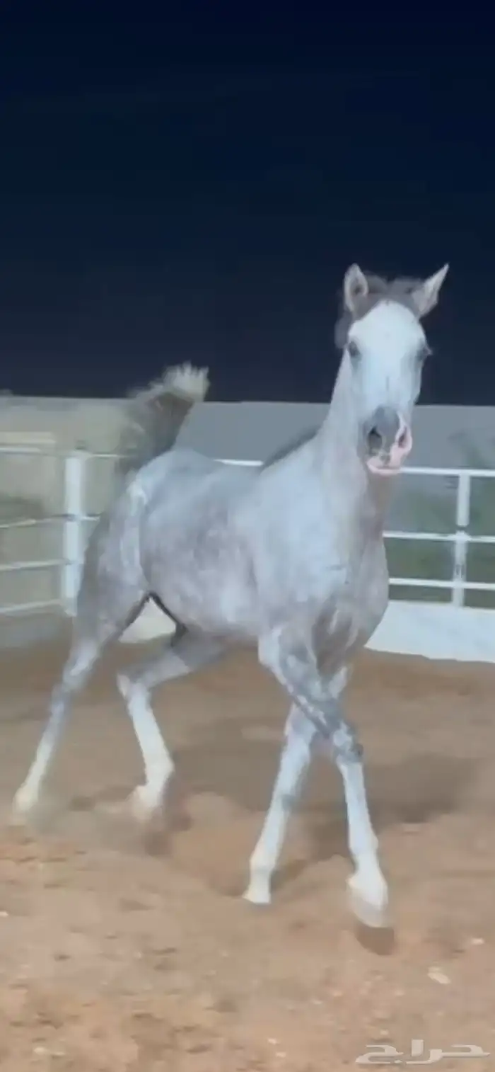 بسم الله ماشاء الله فرس ومهرتها من الفواخر 0