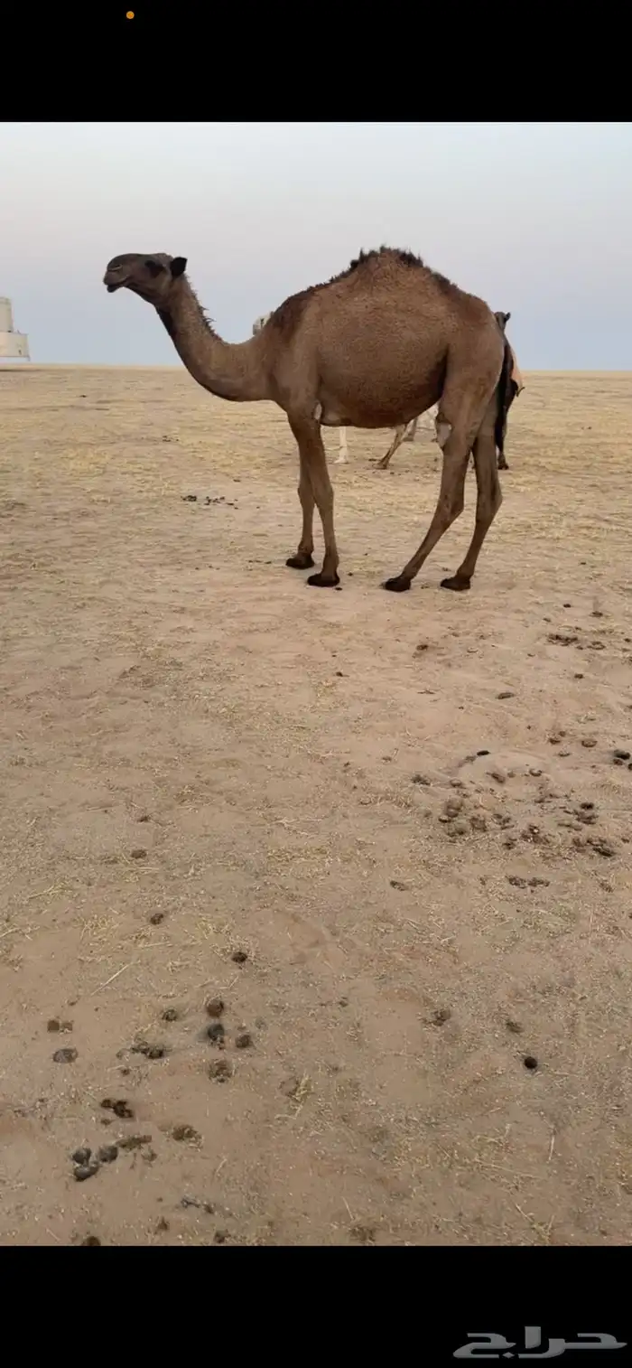 للبيع بكره صفرا باتليه 0