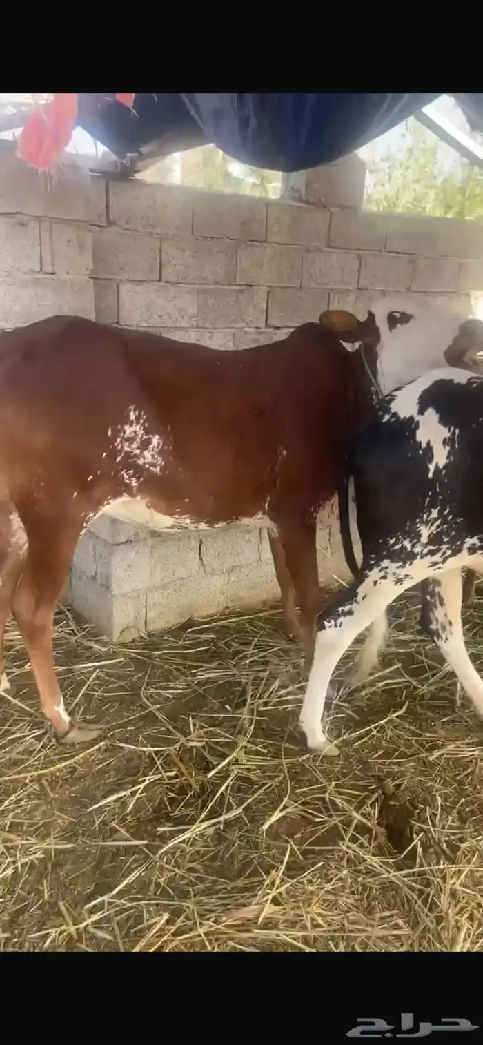 بقر للبيع 0