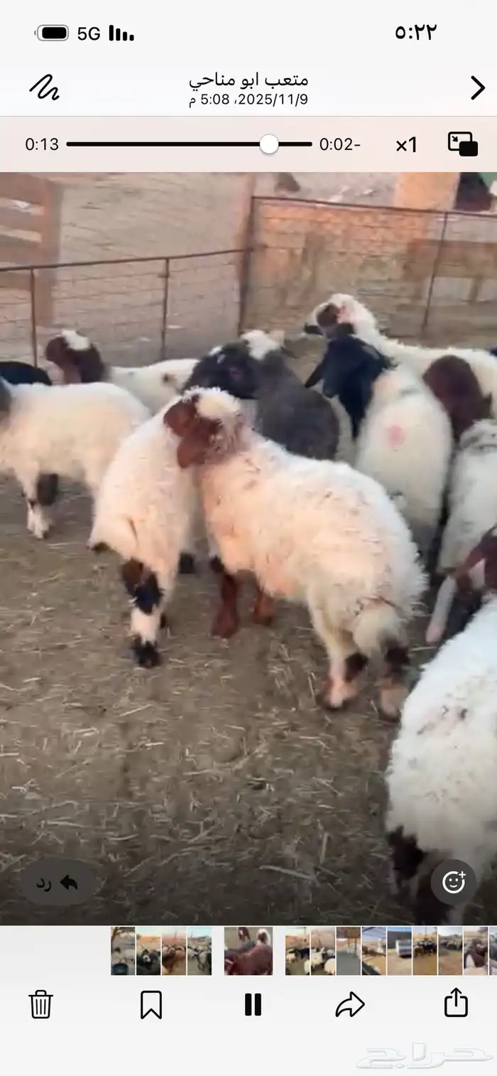 بسم الله الرحمن الرحيم غنم نعيم العدد 28 تحتها 28 خلفات 0