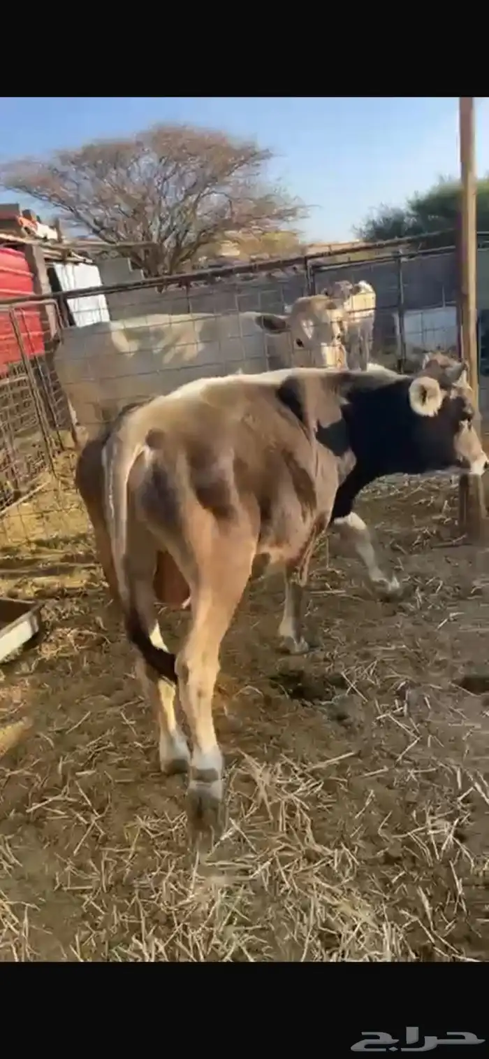 صور عجل للبيع 4