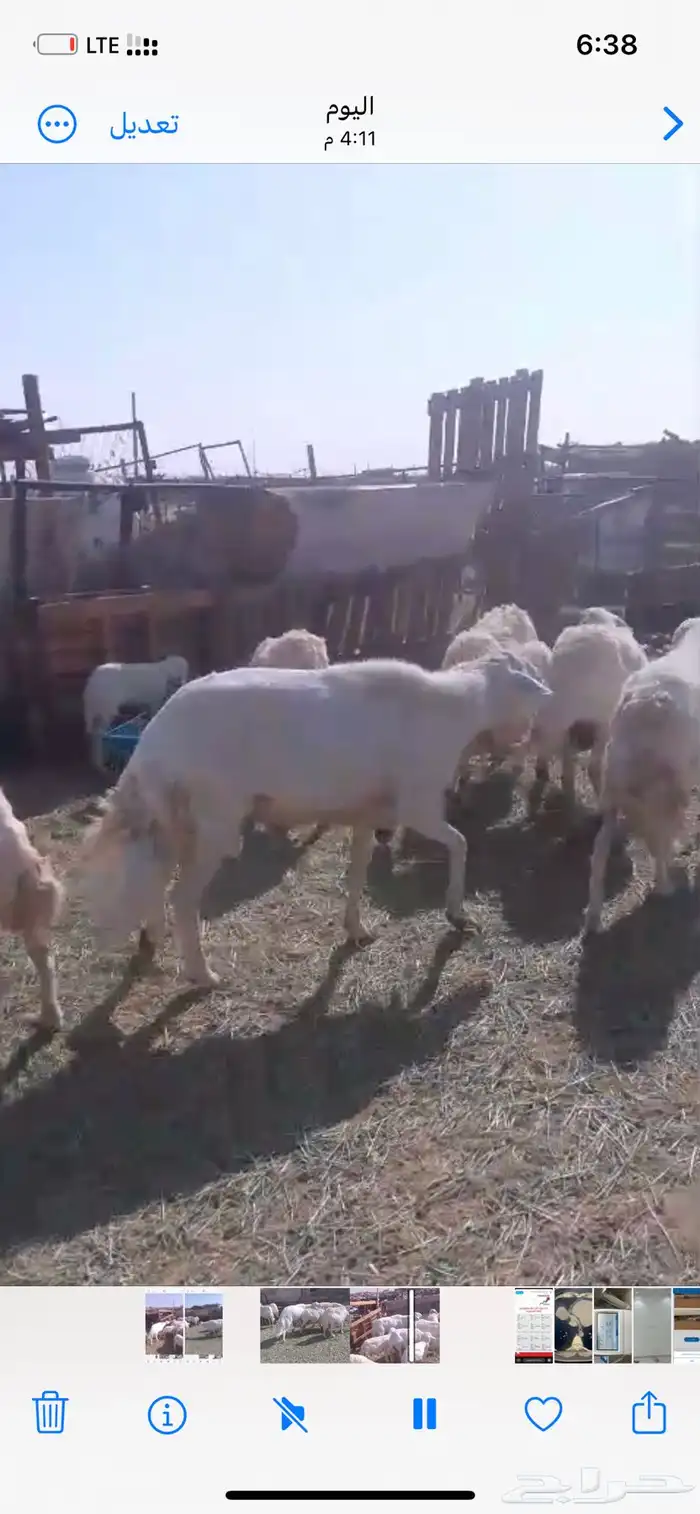 فحل حري جامع شبب مشروط من كل شي ينسف ولا ينطح 2