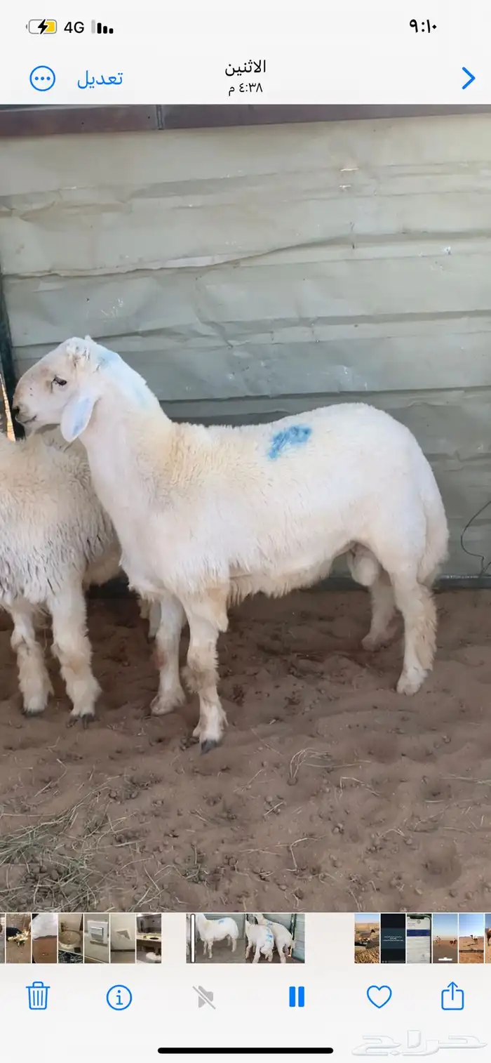 خرفان طيبات 0