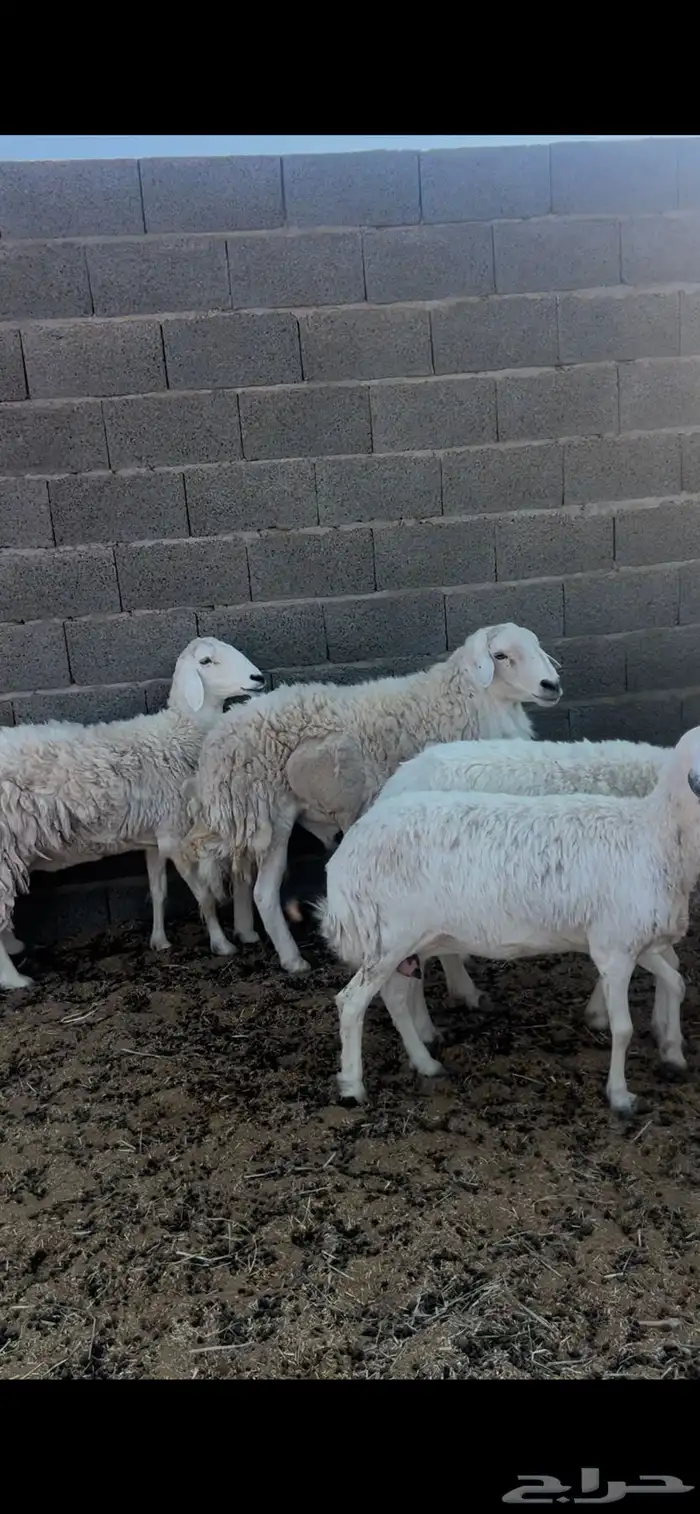 غنم حريات للبيع 5
