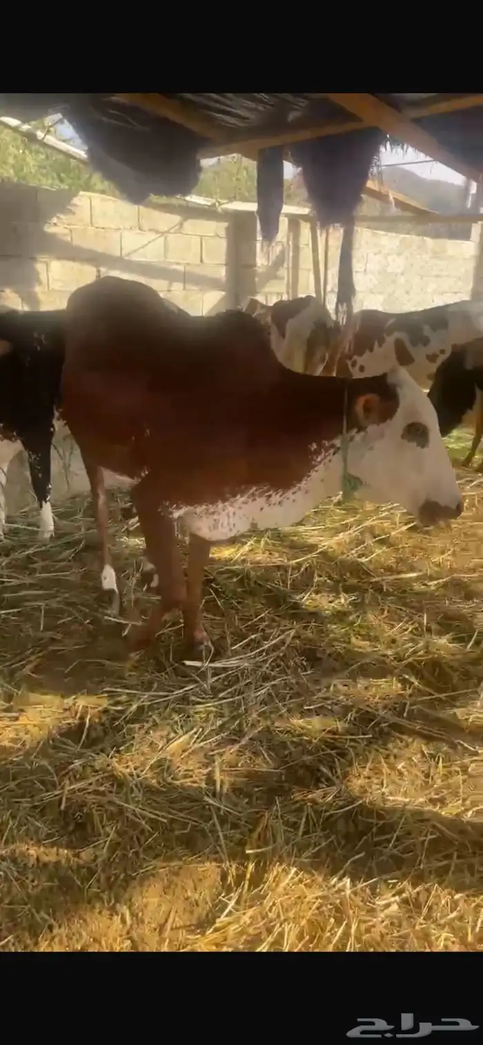 بقر للبيع 9