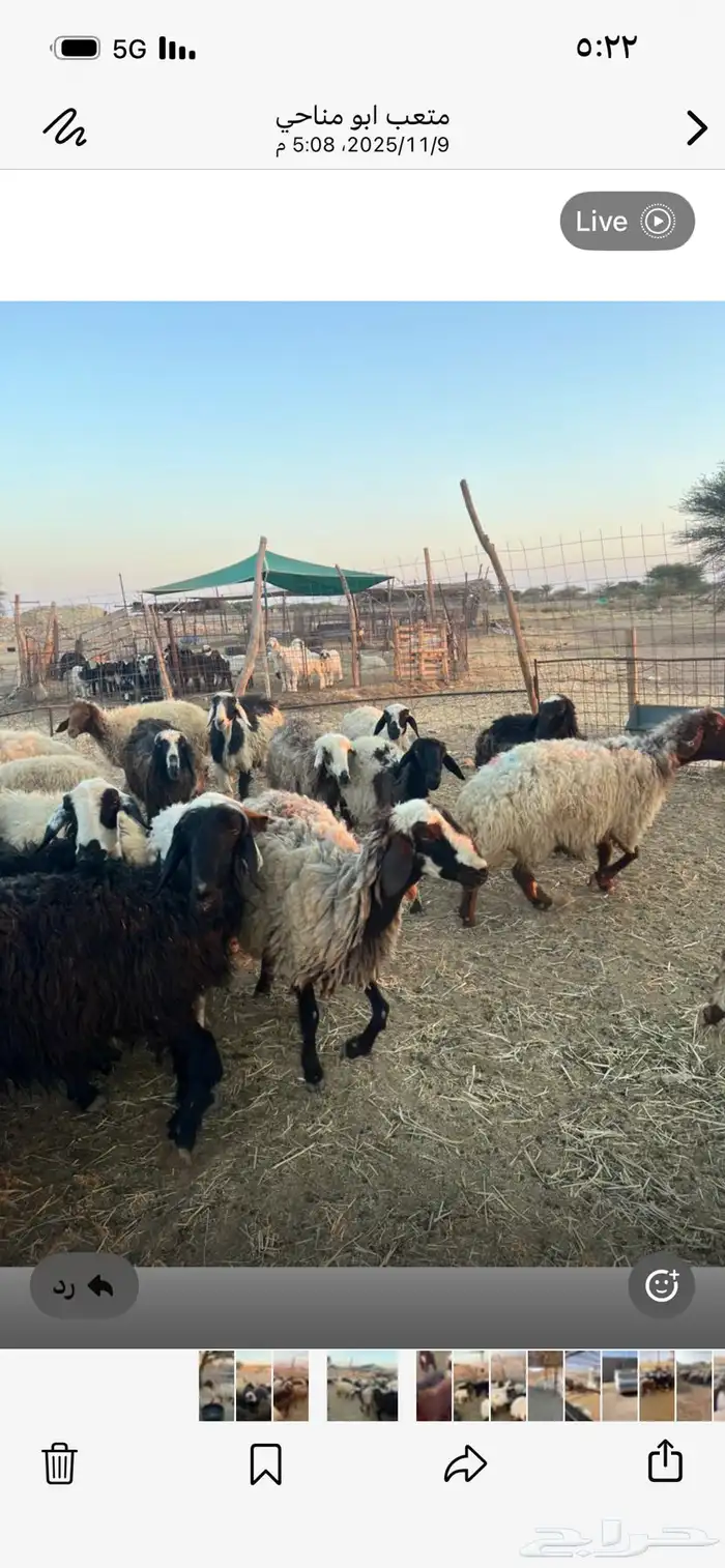 بسم الله الرحمن الرحيم غنم نعيم العدد 28 تحتها 28 خلفات 6