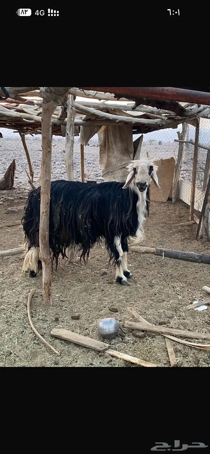 للبيع طلي فحل 0