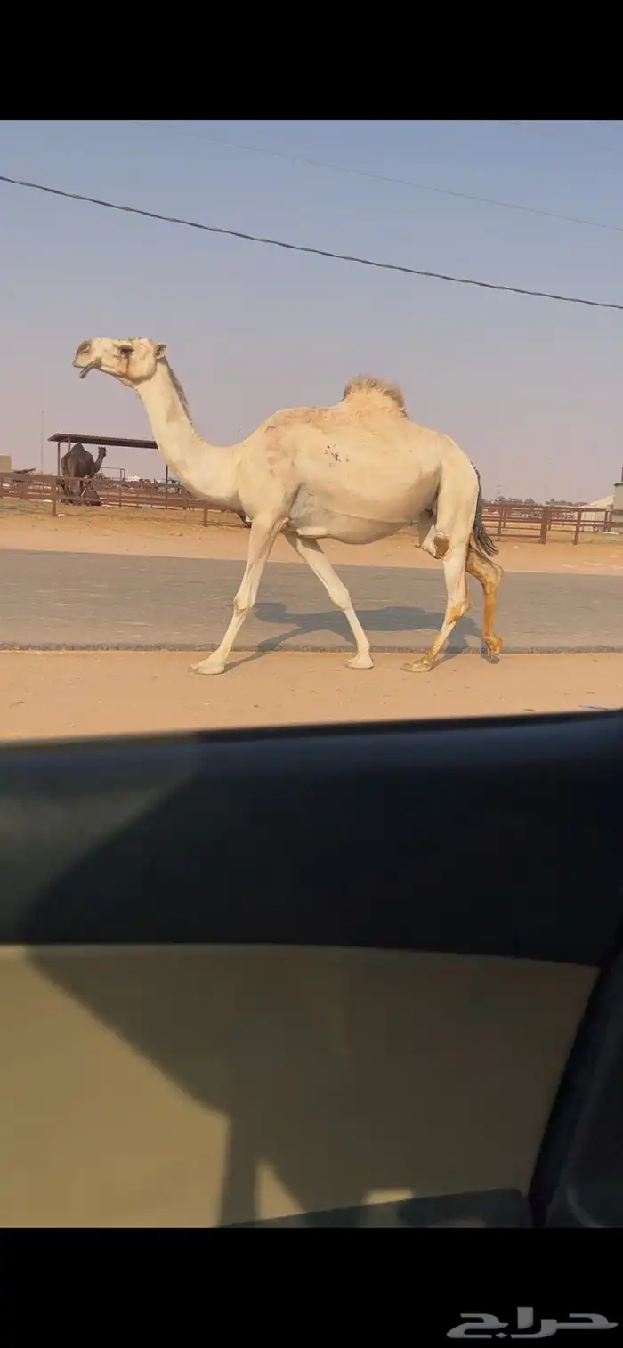 لقحه شقحا طيبه 0