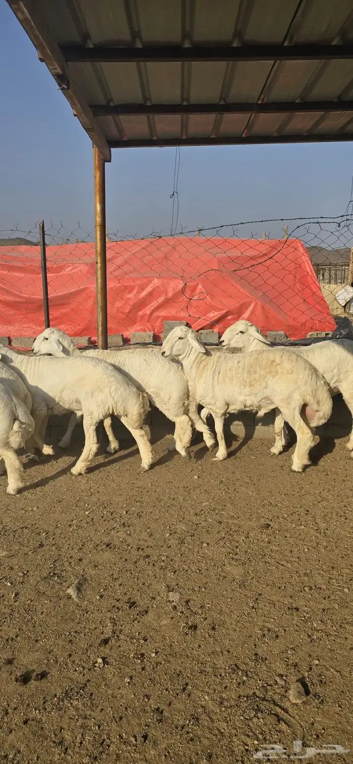 طليان حريات جبرة 0