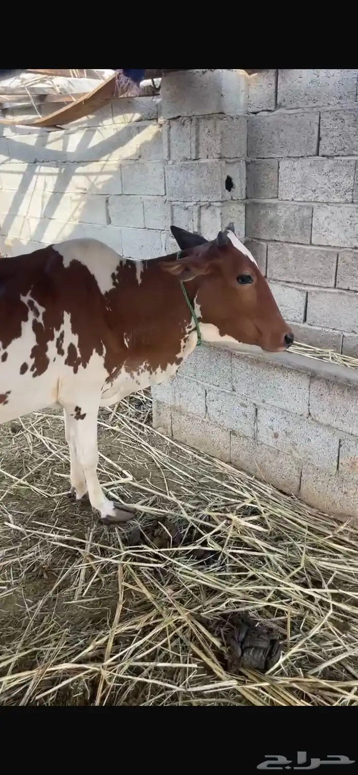 بقر للبيع 11