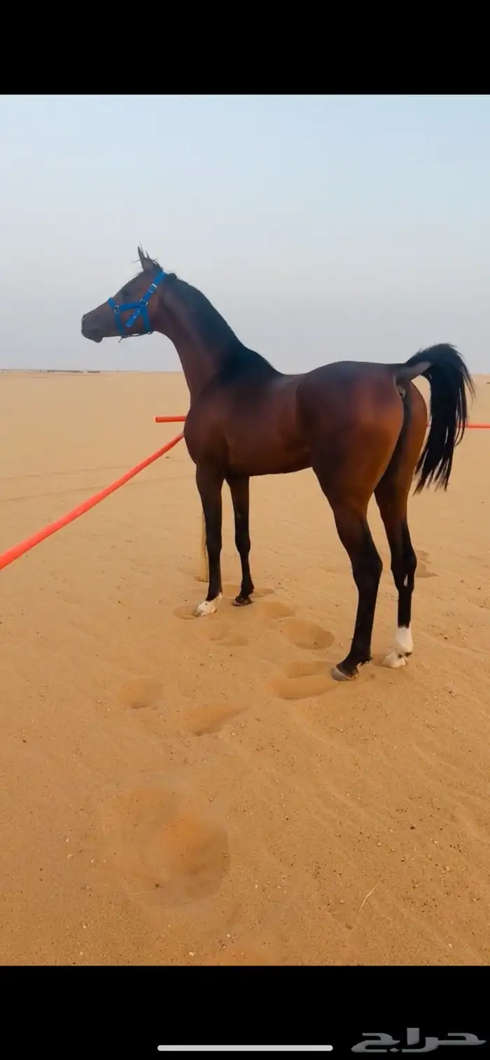 حصان للبيع الأب فخر الناصرية الأم جزيريه 0