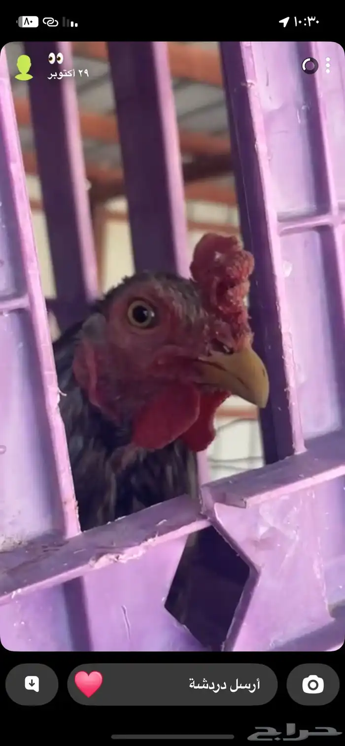 ديك بكستاني مشالله 3