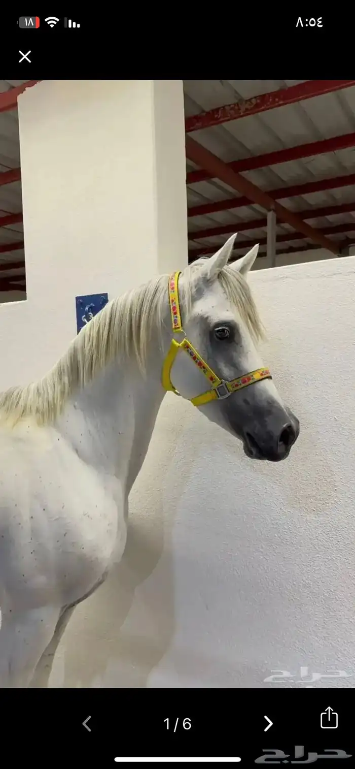 حصان شعبي شيخ 0