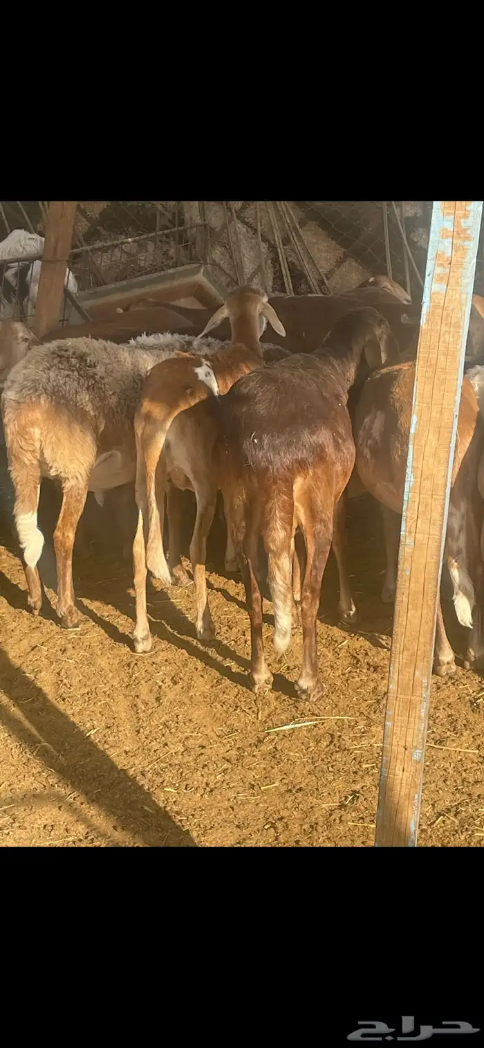 غنم مغربيات 1