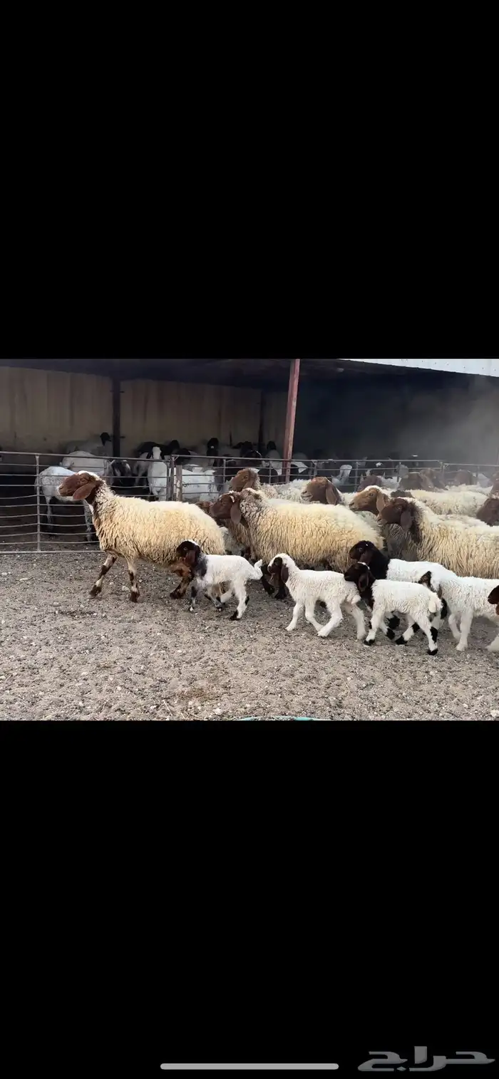 غنم نعيم مطافيل 0