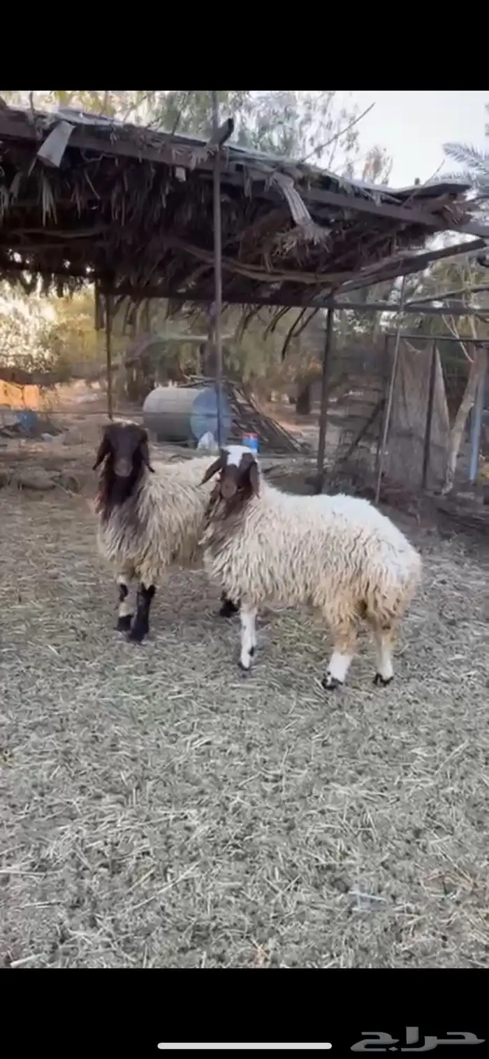 نعيم جذعات 0