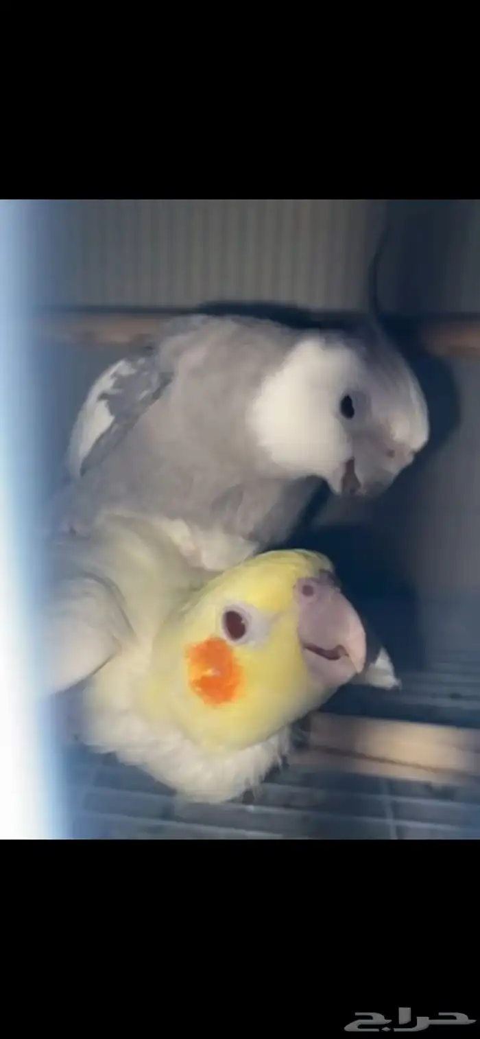 جوز كروان ماشاءلله 2