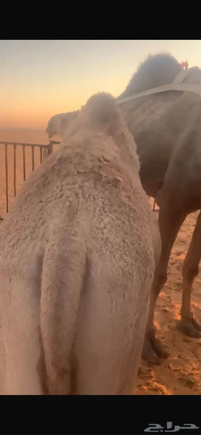 قعدان مفاريد للبيع 4