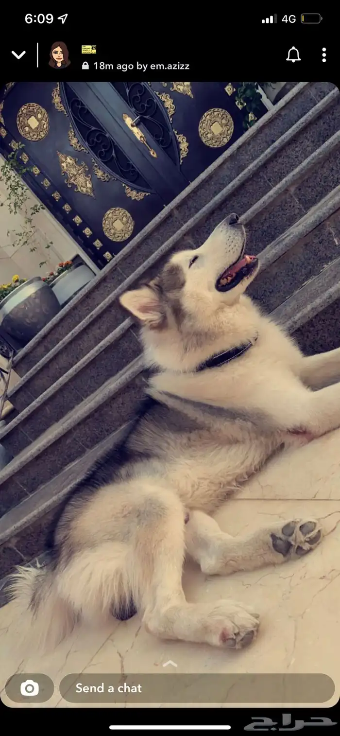 كلب هسكي ضايع بحطين يوجد مكافأة مالية 5