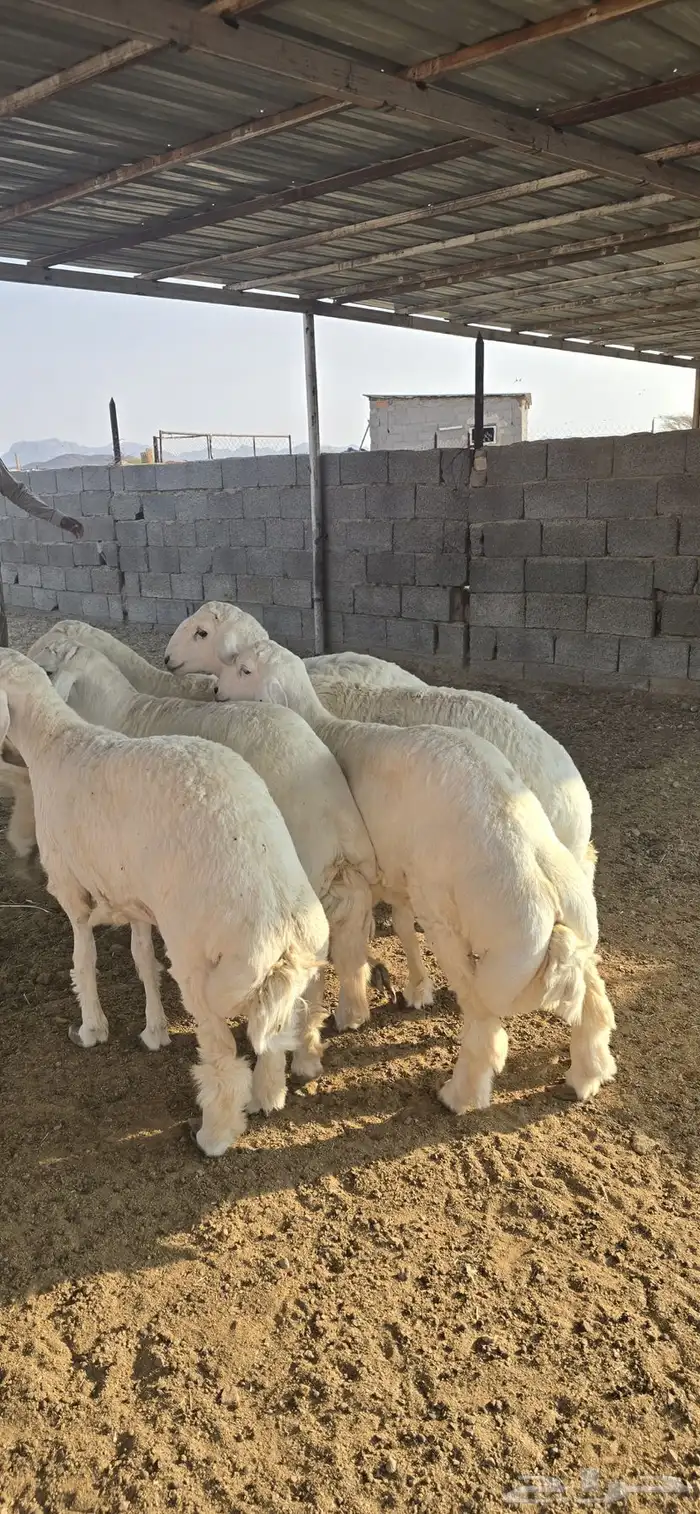 طليان حريات جبرة 5