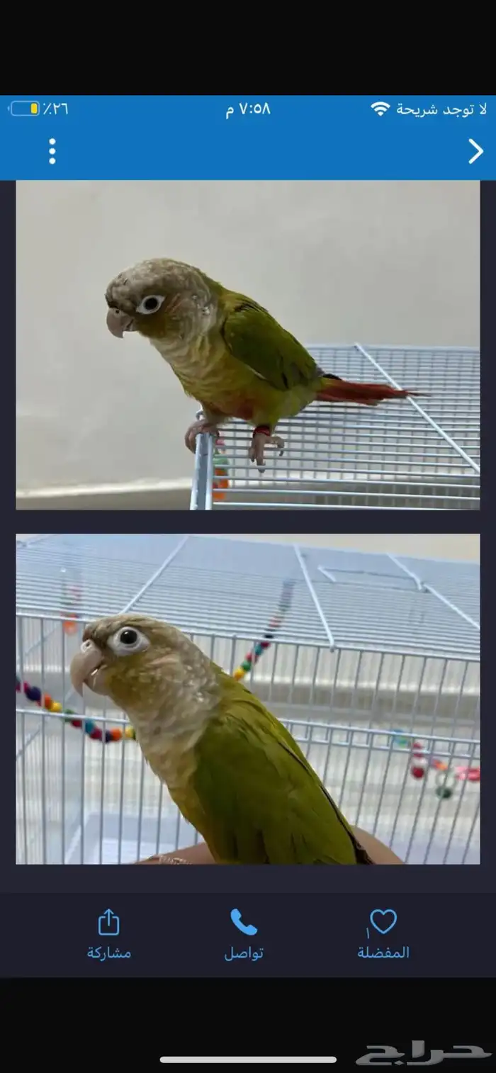 كنيور للبيع هدد و يرقص 0