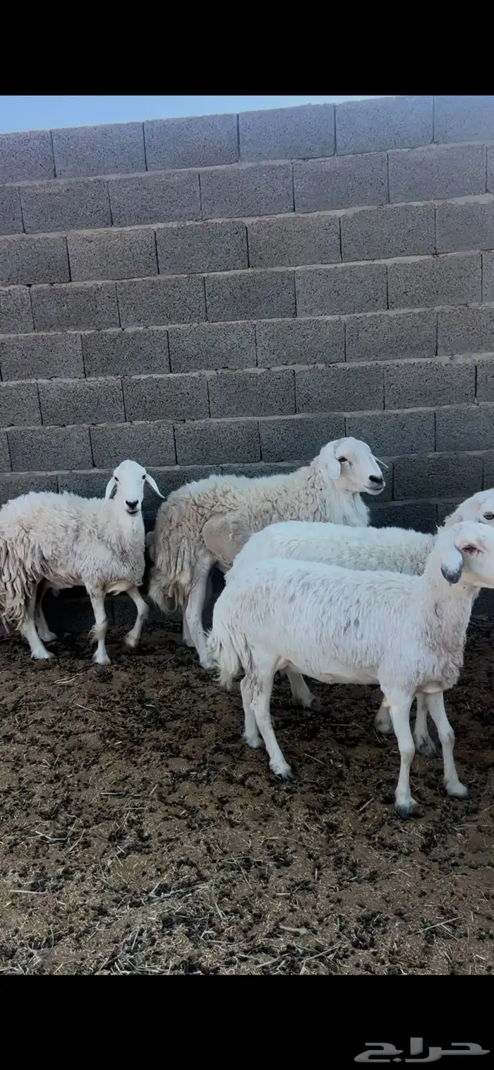 غنم حريات للبيع 4