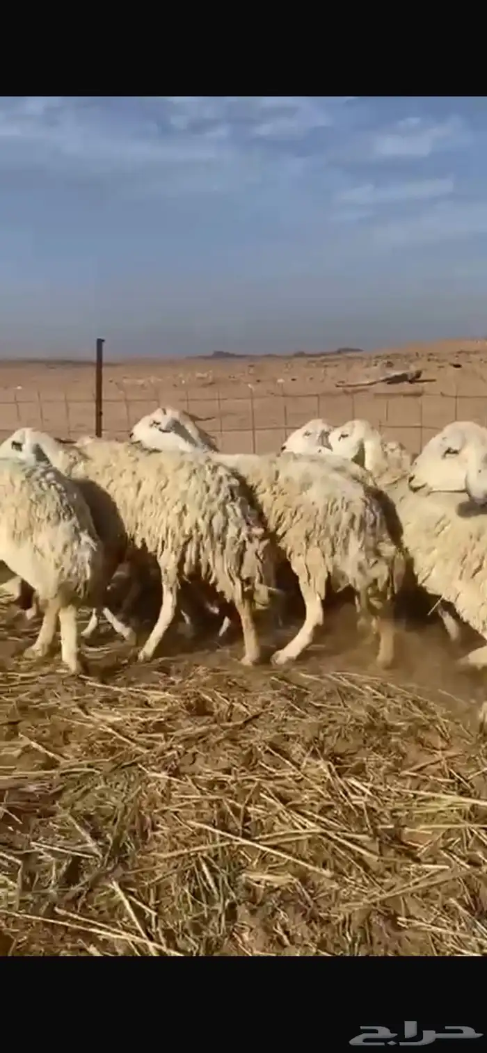 ضان حريات العدد 17 مراح واحد خوات بعض دفيع 3