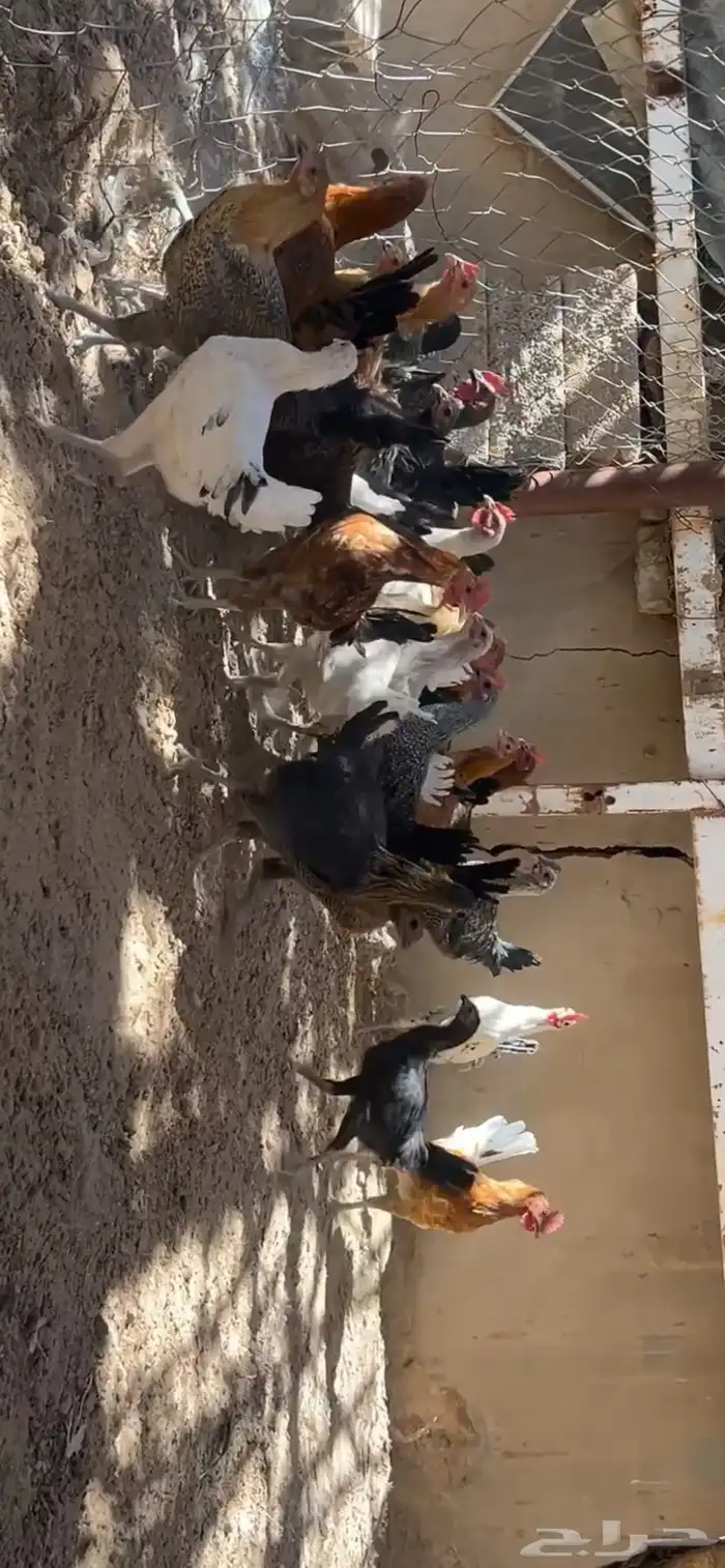 دجاج مشكل اغلبه بلدي بشائر 0