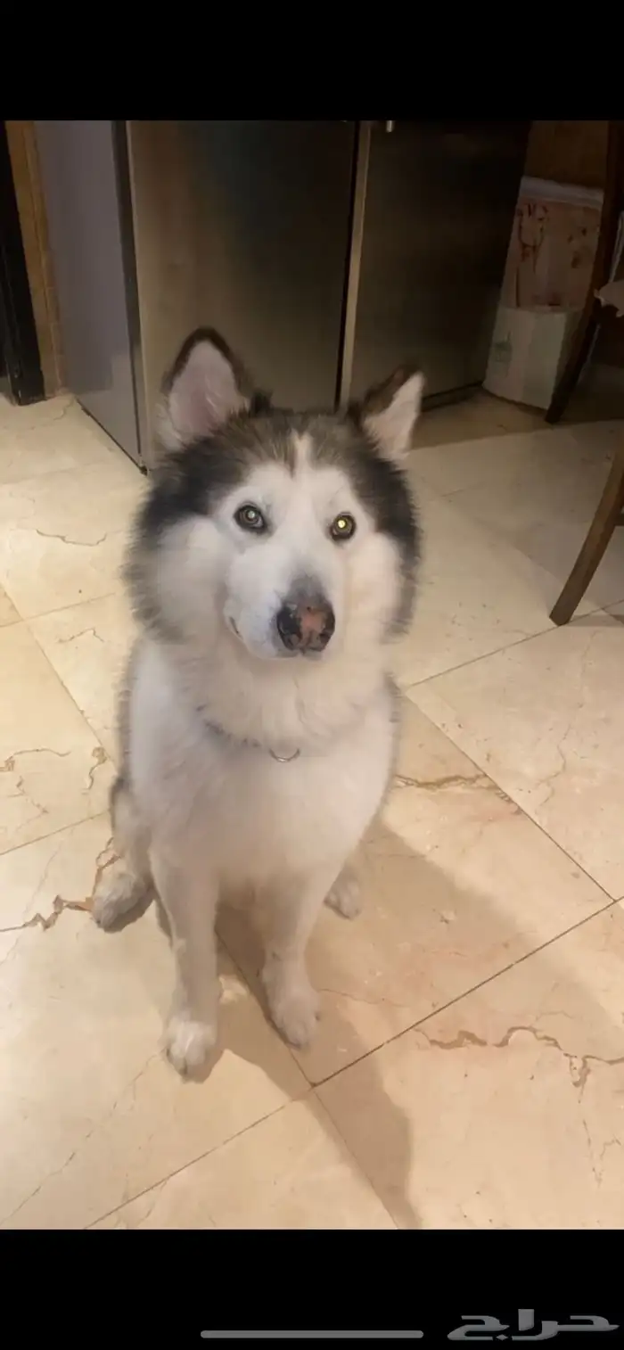 كلب هسكي ضايع بحطين يوجد مكافأة مالية 1