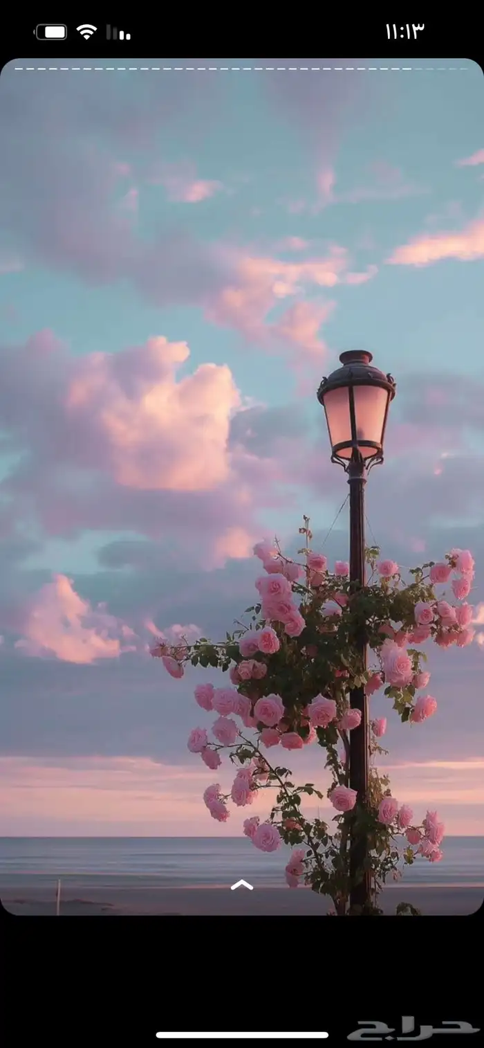 يوجد فرشه حمراء وستاير رول 0