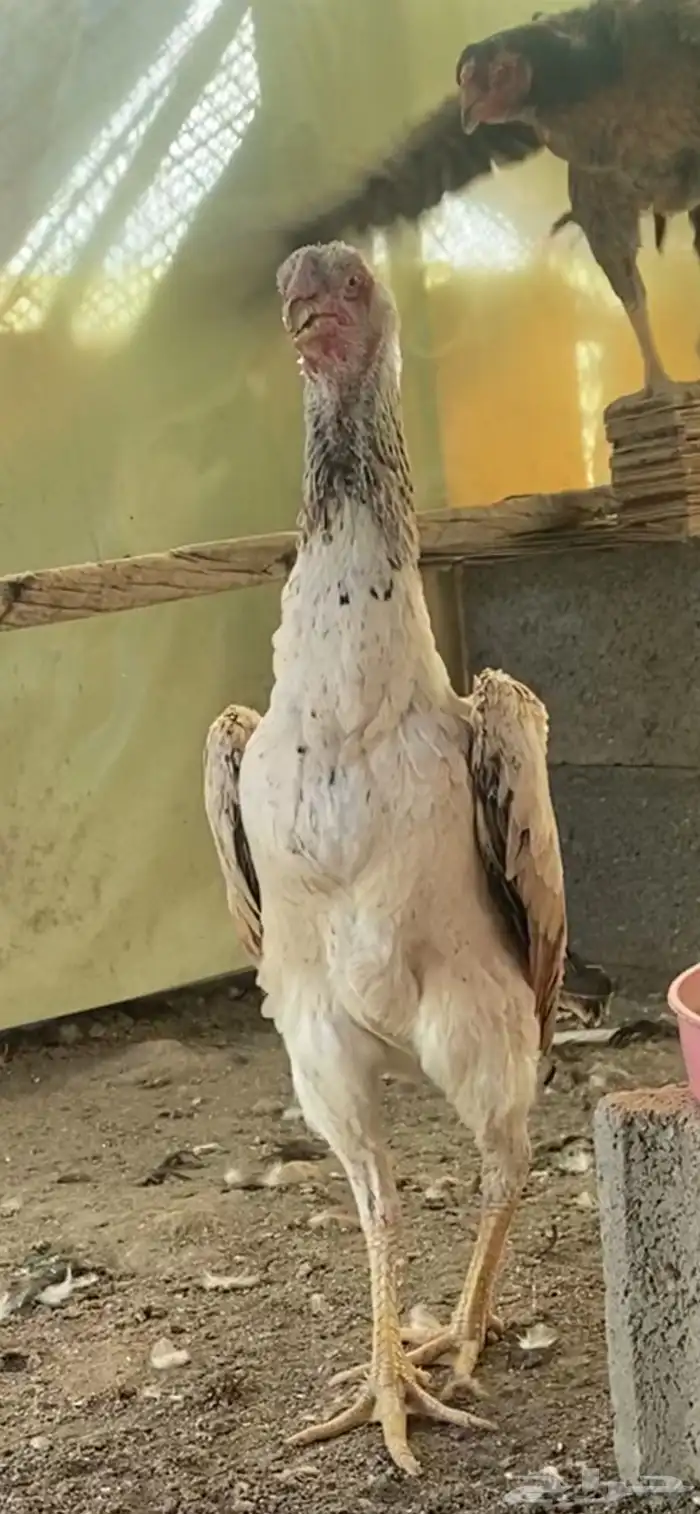 دجاجه شامو 0