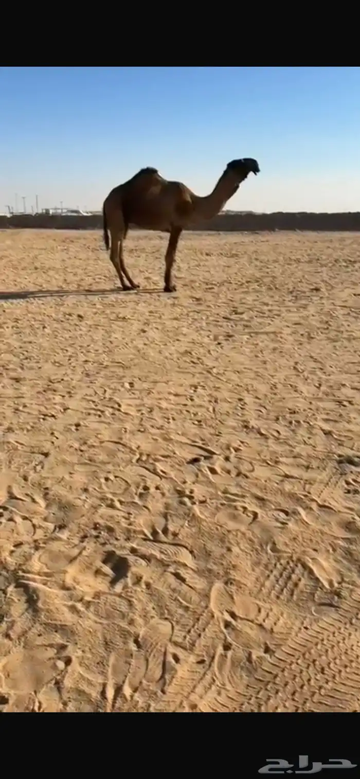 قعود اصفر فردي سبق وشارك في المزاين 0