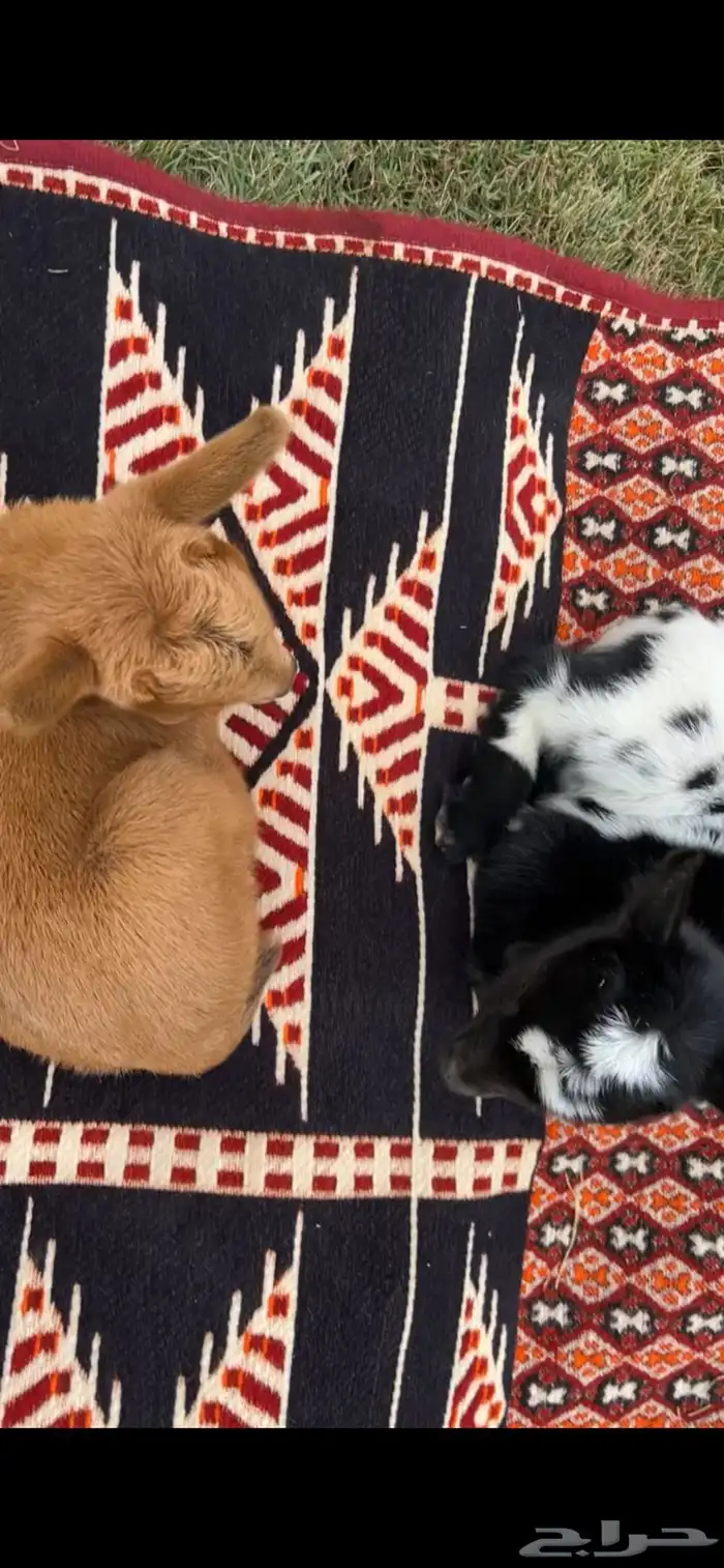 ماعز القزم 9