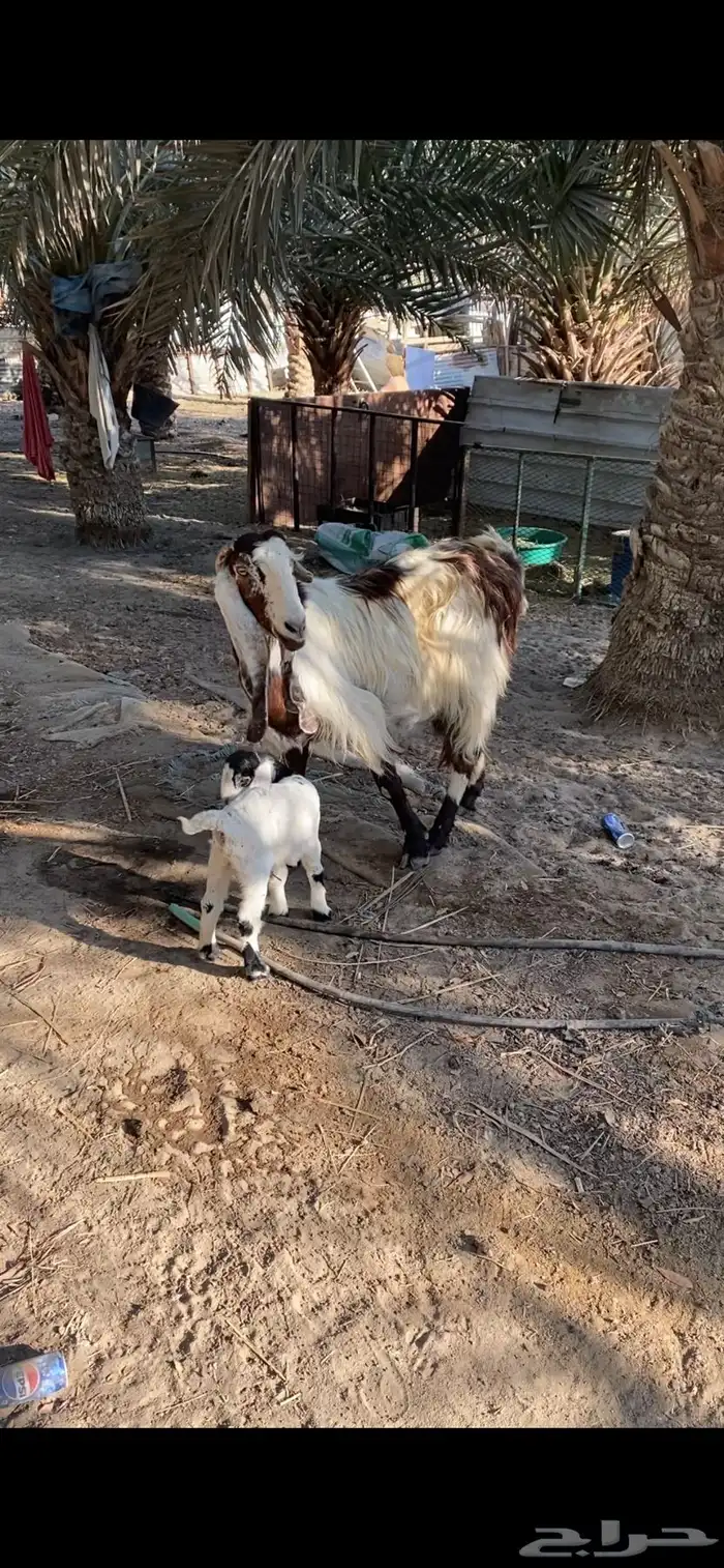 رغوث تحتها عناق روم وسلم 0