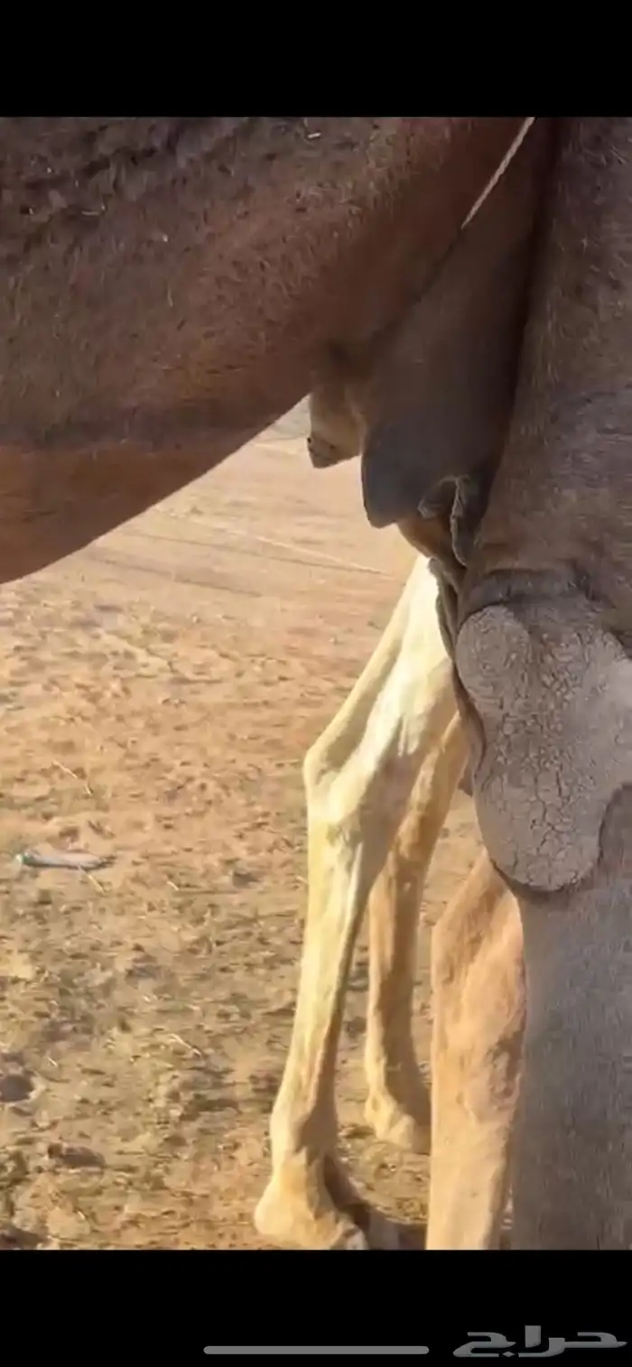 زرقا ملاقي 2