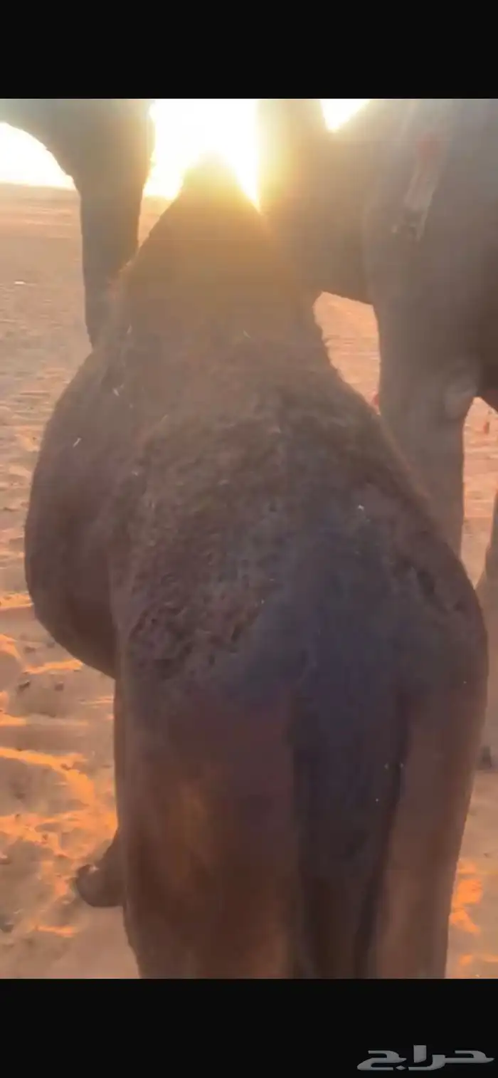 قعدان مفاريد للبيع 2