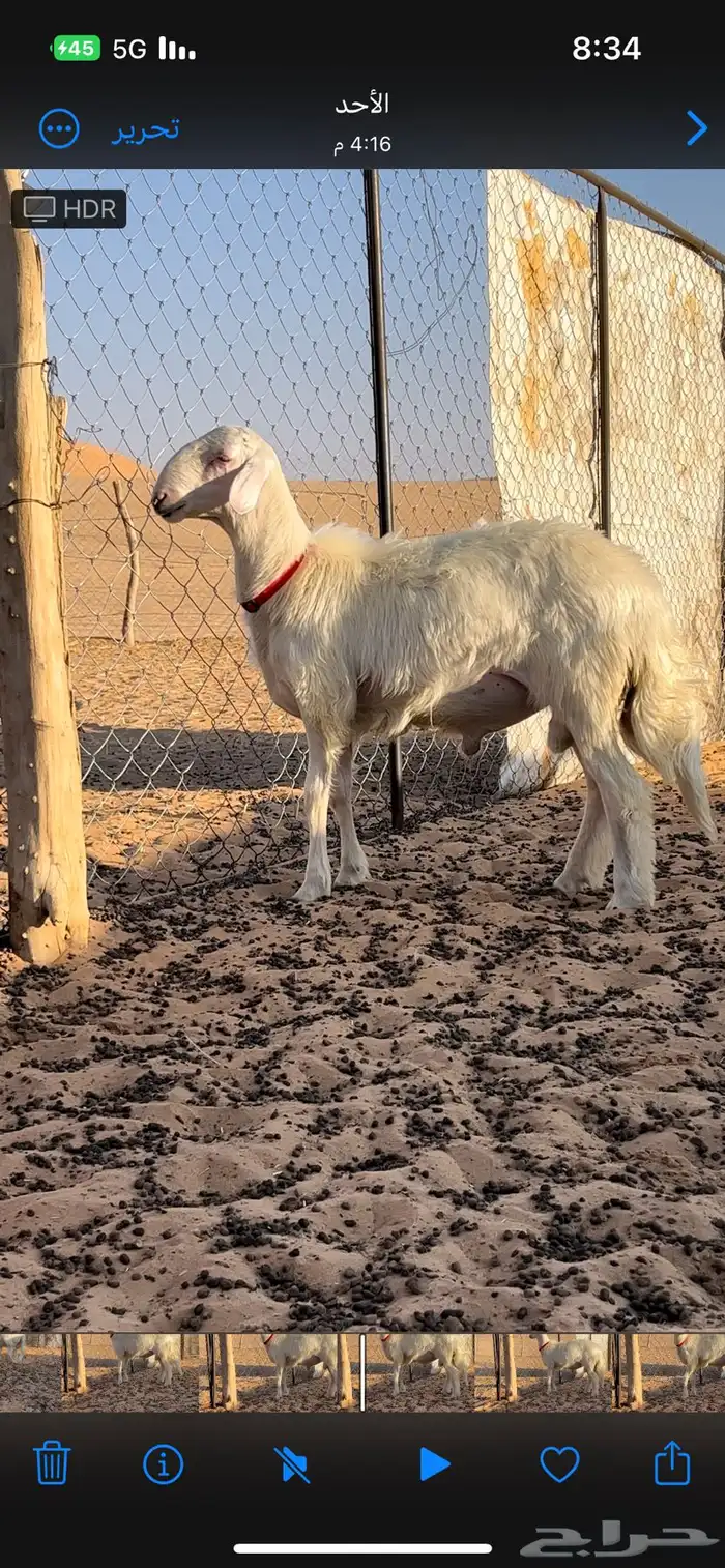 خروف أصفر فحل مشروط 2