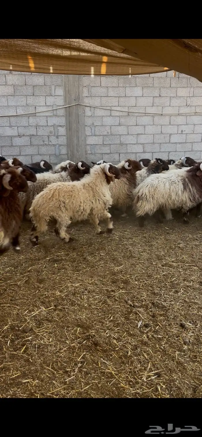 كناور نعيم ( وزن عالي ) 7