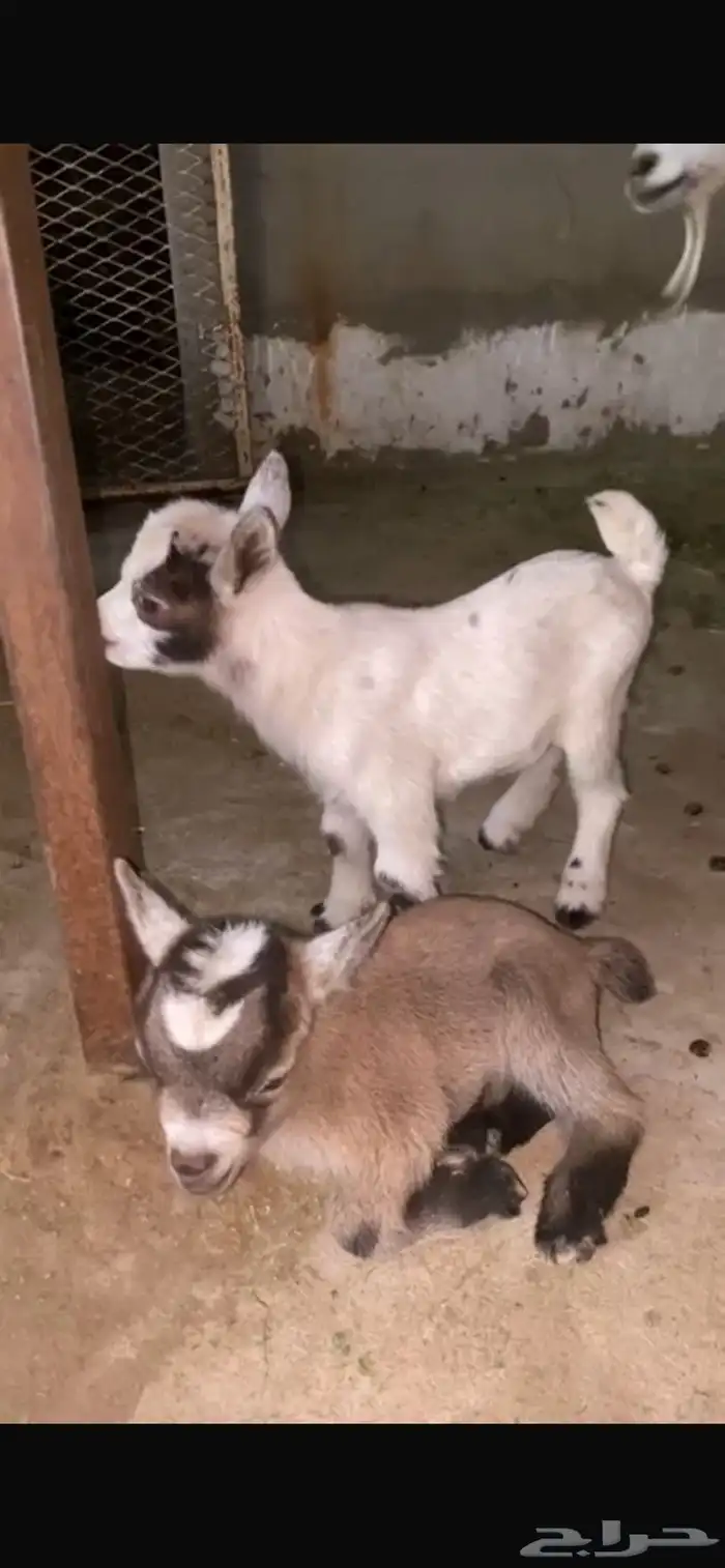 صغار ماعز قزم بيور(أناث) 5