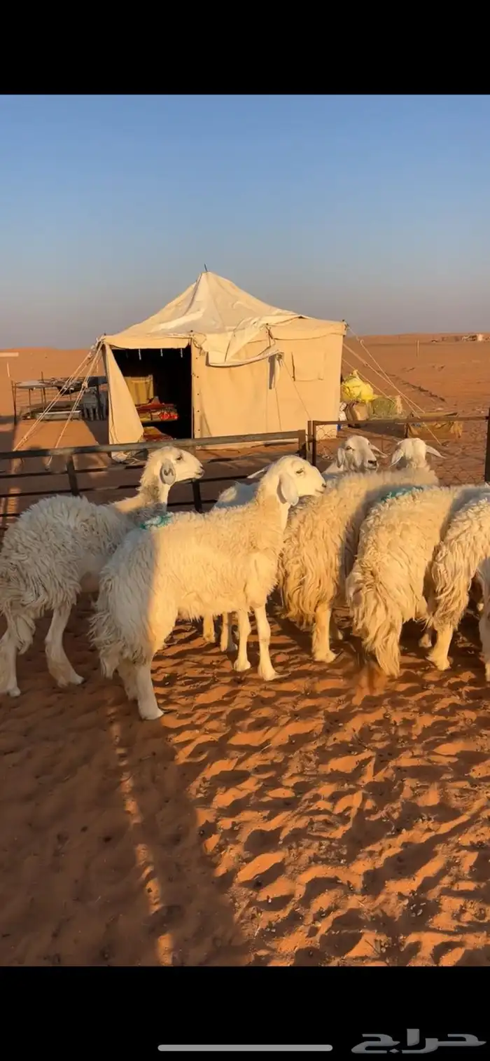 غنم حرش صنف 4