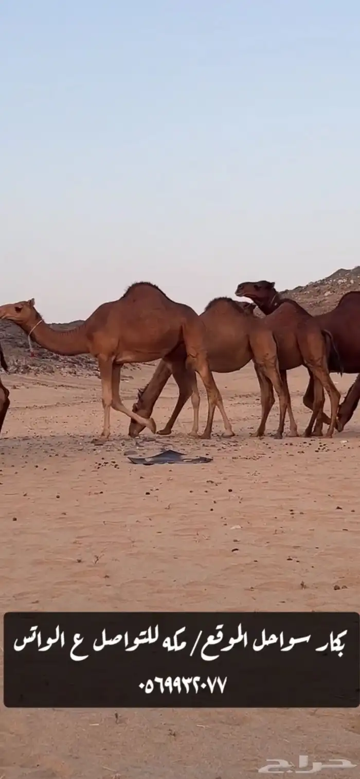 بكار سواحل 6