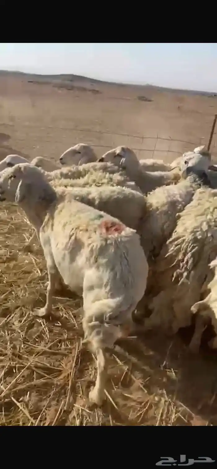 ضان حريات العدد 17 مراح واحد خوات بعض دفيع 0