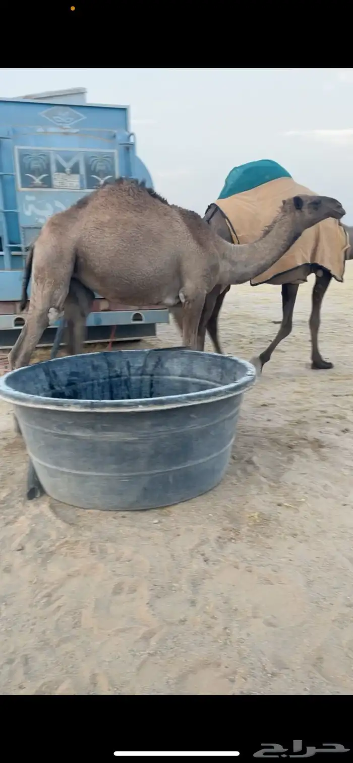 للبيع بكره صفرا باتليه 4