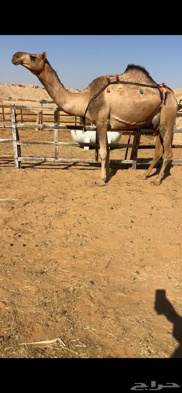 ضروبه حمرا 0