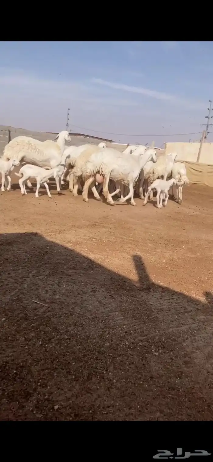 غنم حريات متابيع 0