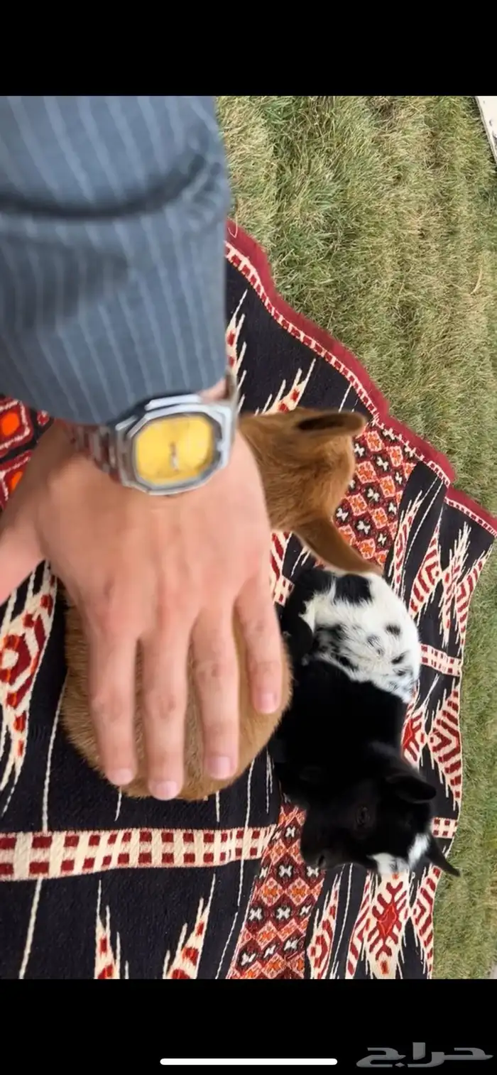 ماعز القزم 8